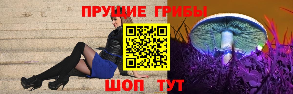 Псилоцибиновые грибы Psilocybe  Вход с VPN  Братск 